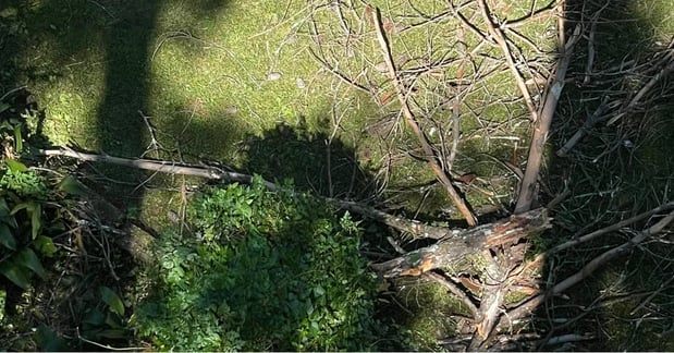 Images Heritage Tree Services