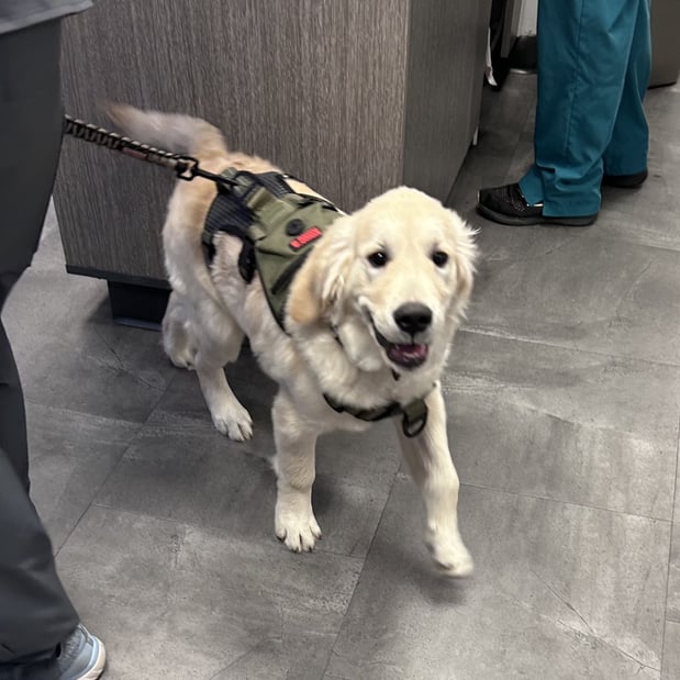 Images VCA Peone Pines Animal Hospital