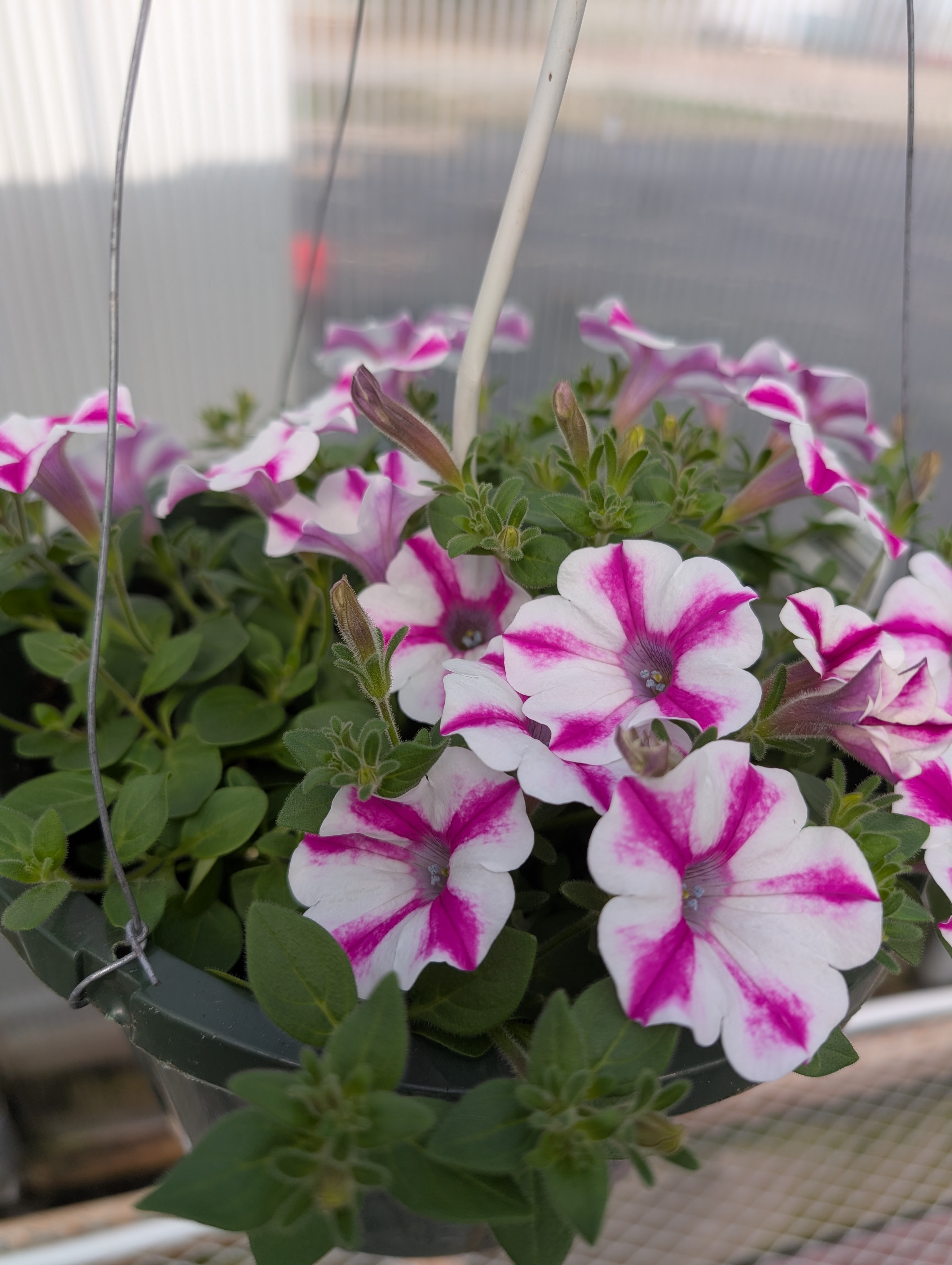 Proven Winners Supertunia Lovie Dovie Petunias