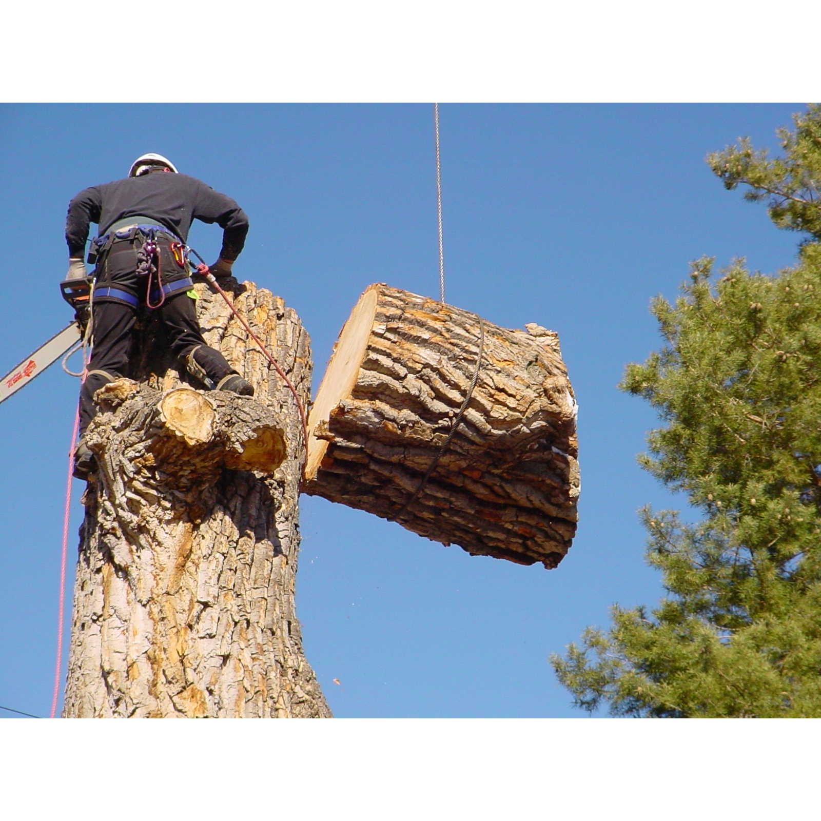 Twin Maple Tree Care