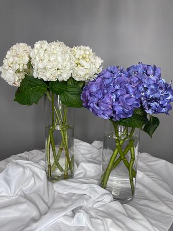 Images Bellisima Fiore