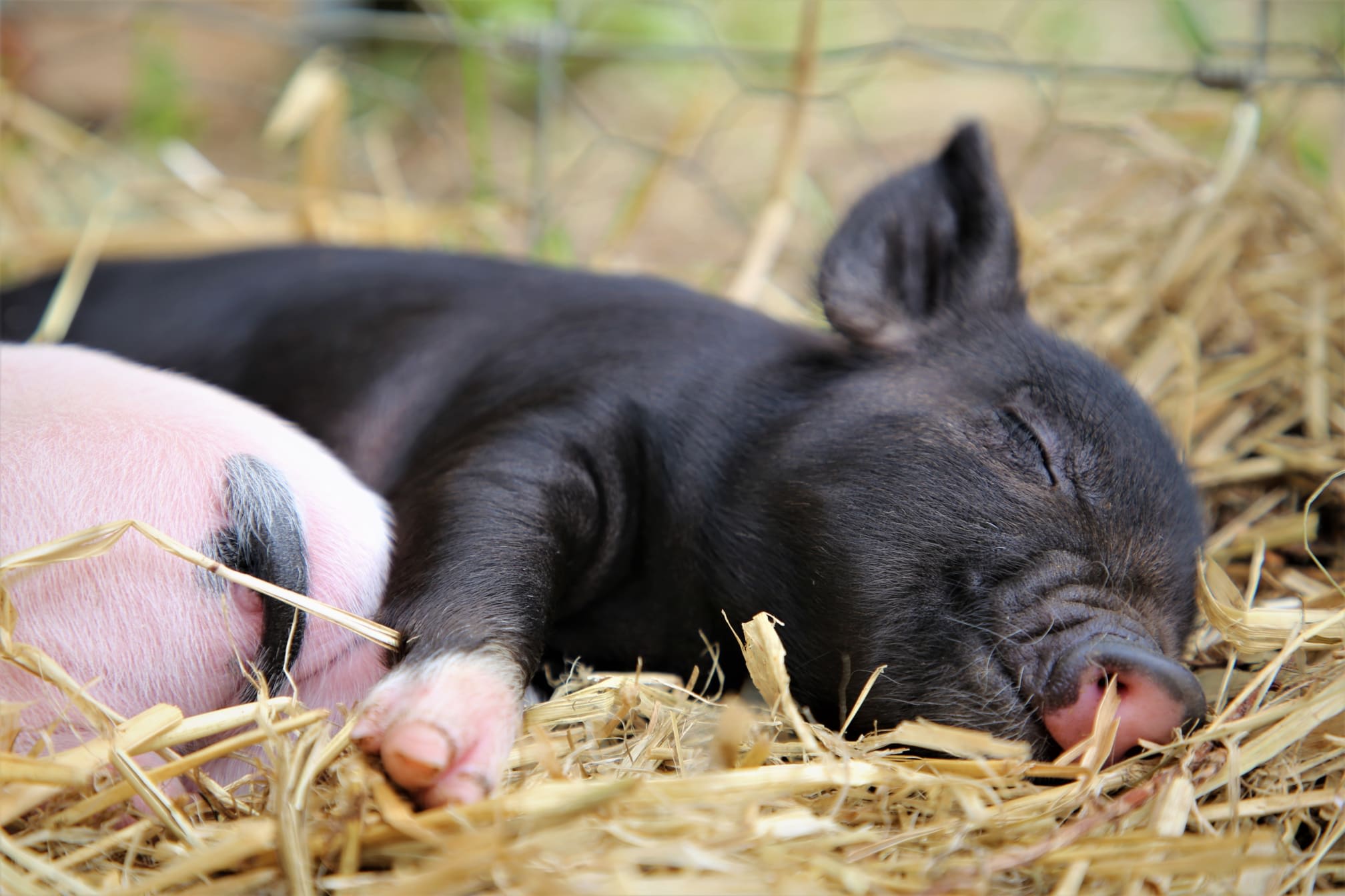 Images Kew Little Pigs