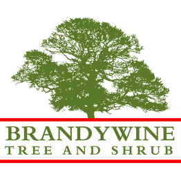 Brandywine Tree & Shrub Logo