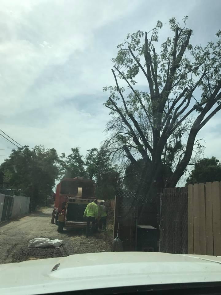 For tree services you can rely on, call now!