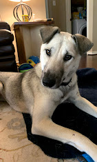 Images Dog Pawpa K9 Connection