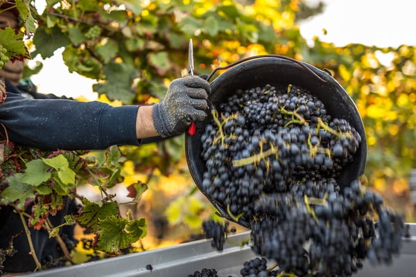 Bilder WEINGUT BREMER GmbH & Co. KG