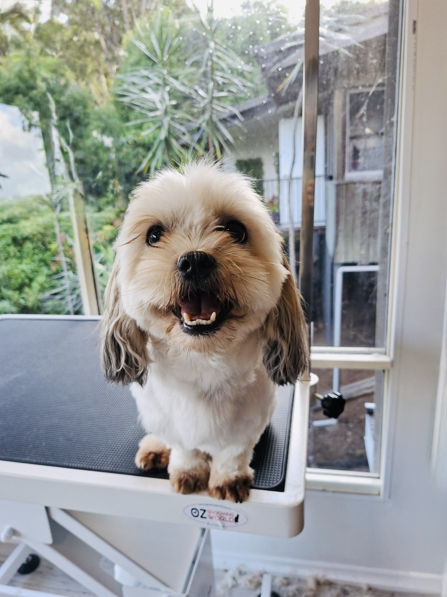 Images Scrub-A-Dub-Dub Dog & Cat Grooming