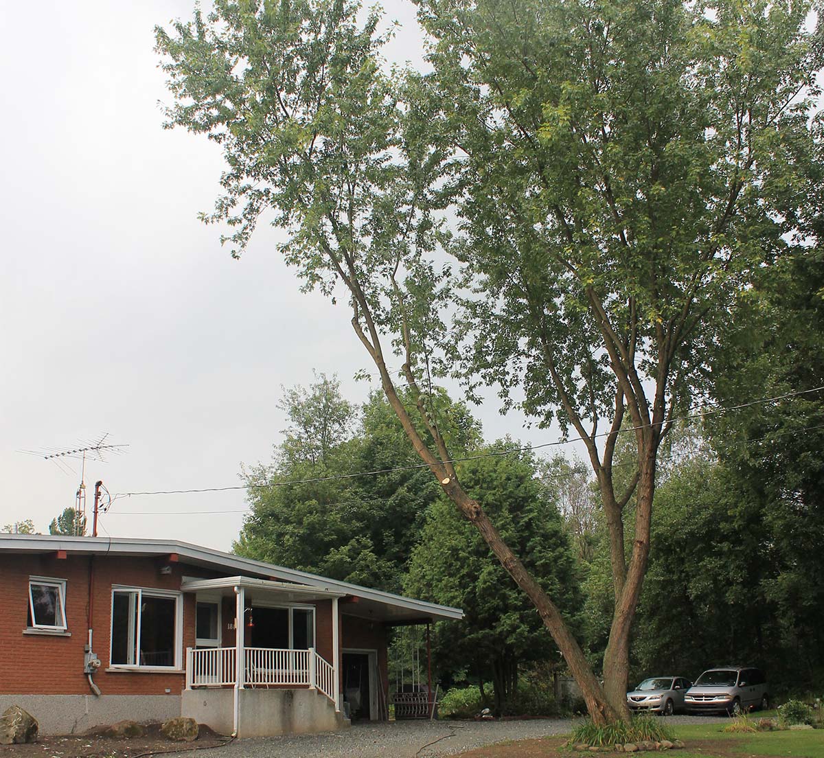 Images Canopée Service d'Arboriculture