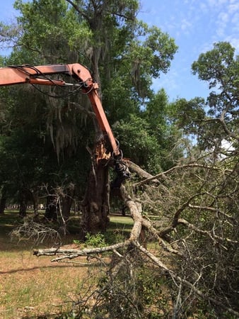 Images Olive Branch Tree Care
