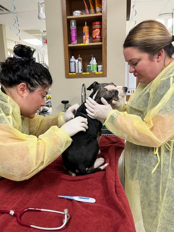 Images VCA Bent Tree Animal Hospital