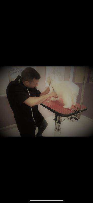 Images Pet Fashion - Toelettatura Professionale