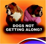 Dogs not getting along?