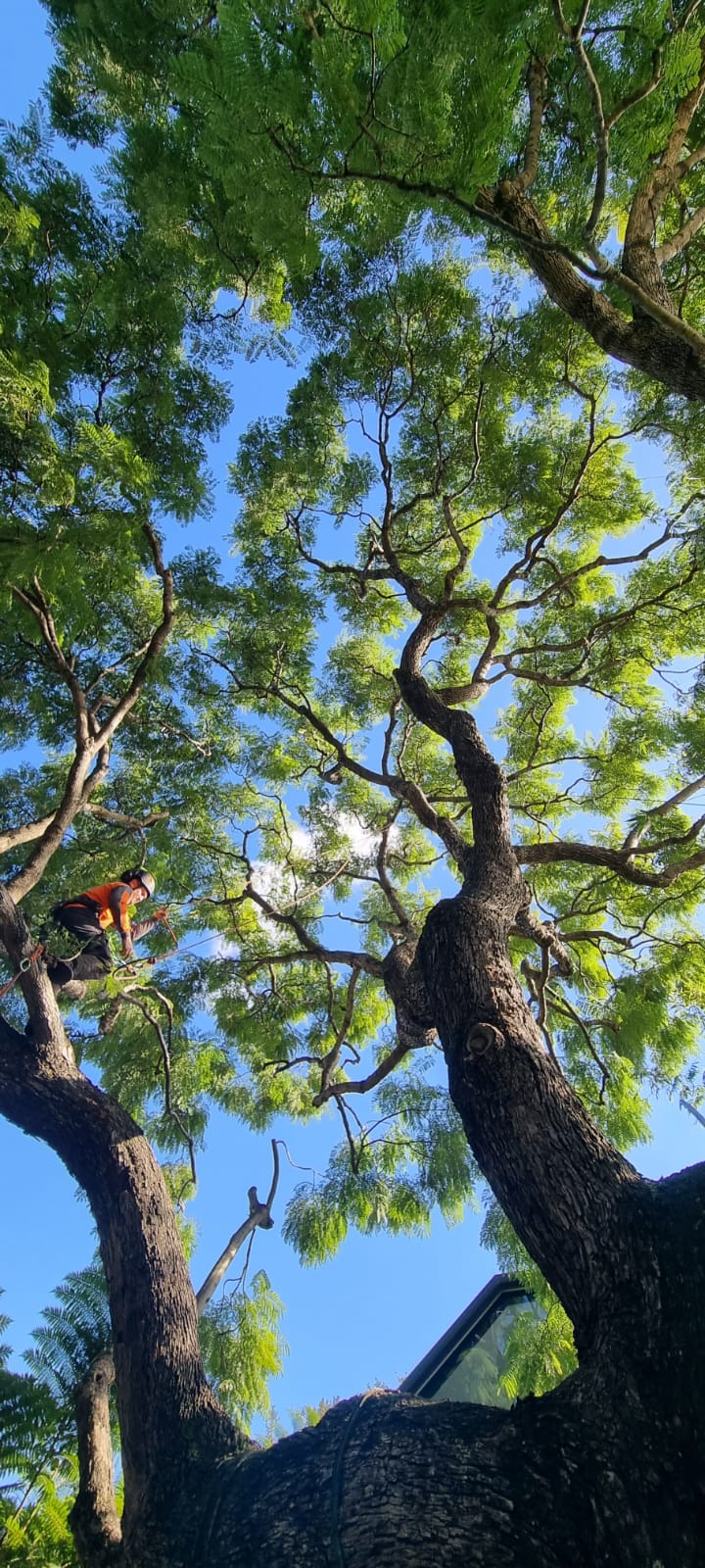 Images Trees Company