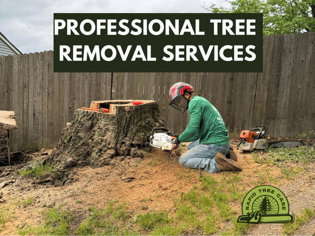 Images Rapid Tree Care