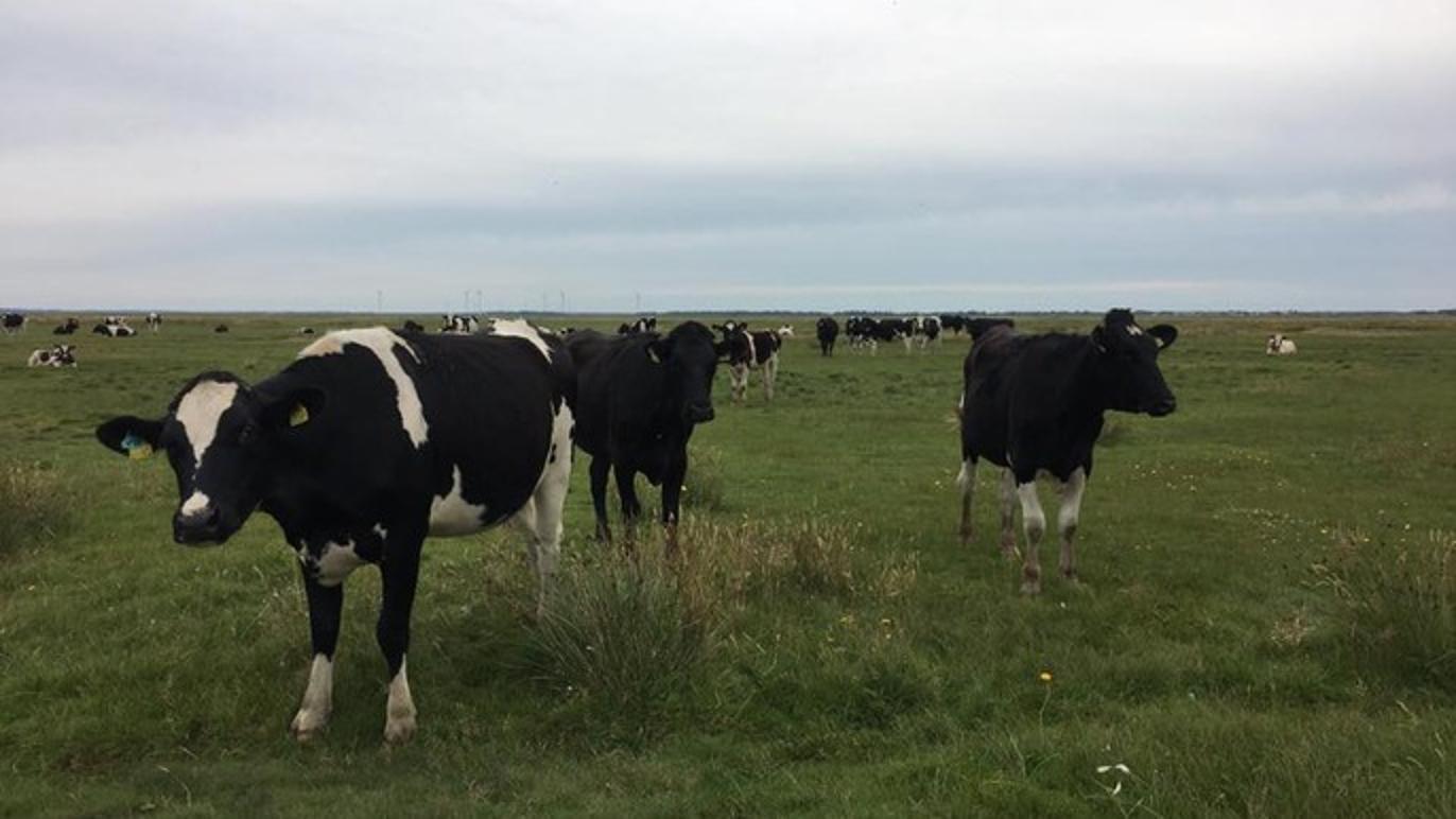 Images Vestjyske Dyrlæger ApS