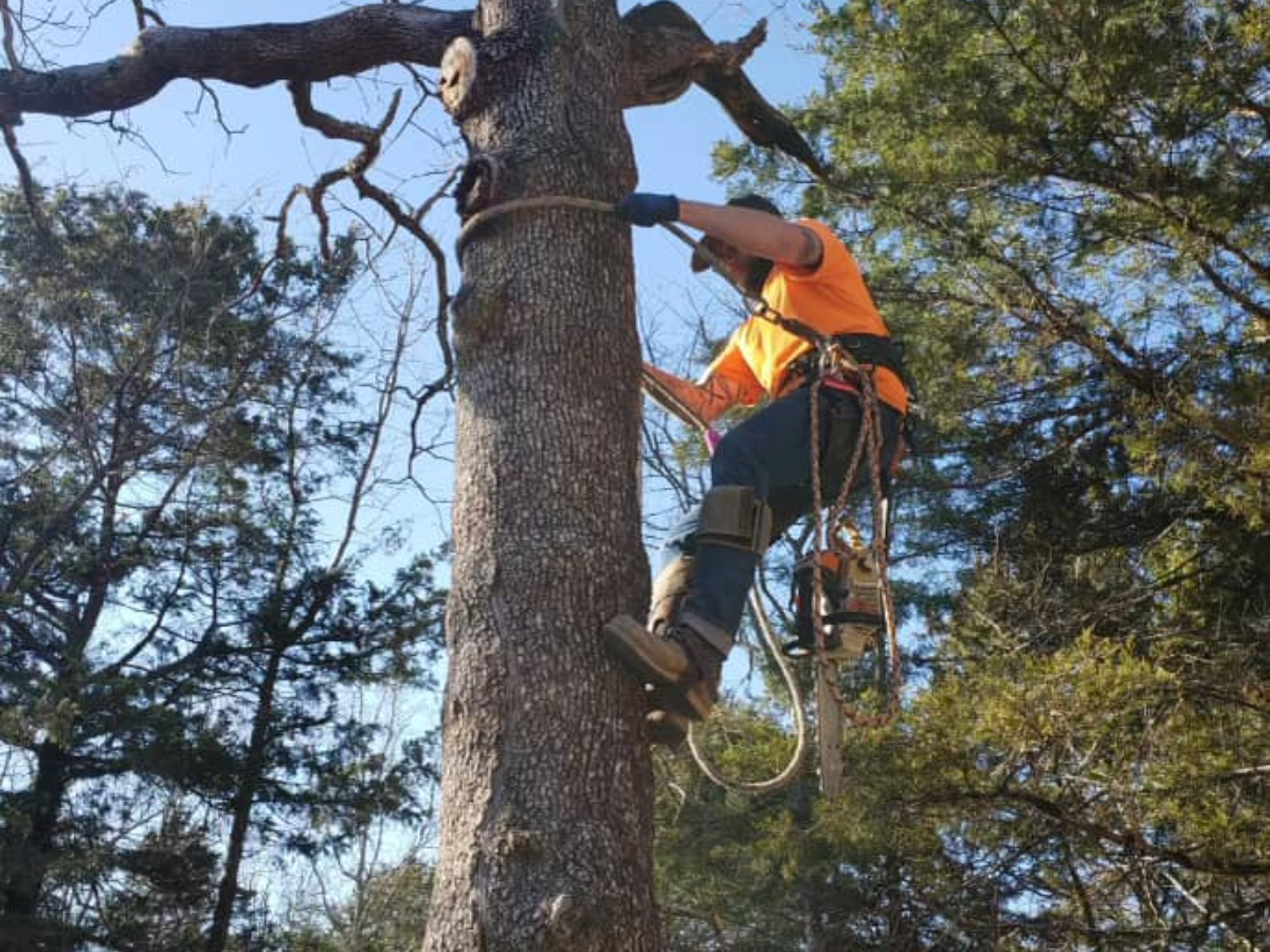 Zanescapes Tree & Yard Image