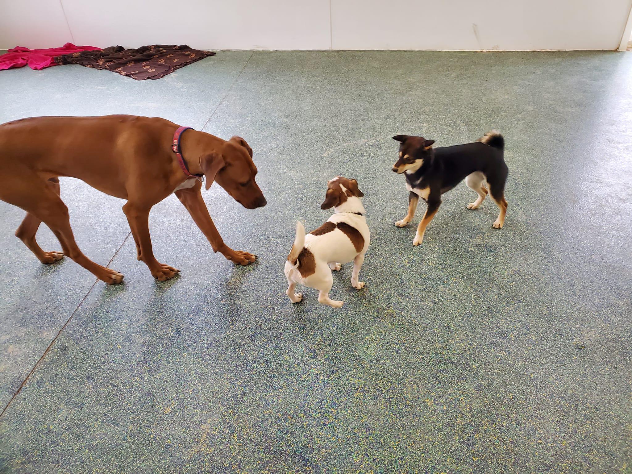 Creature Comforts Pet Resort