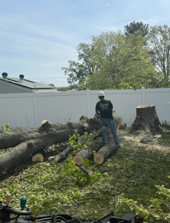 Images Mason Tree Service