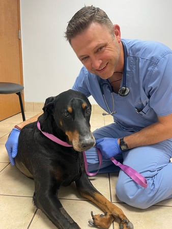 Images VCA Baring Boulevard Animal Hospital