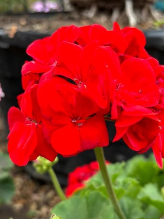 Images Rosehill Palms Landscaping & Garden Center