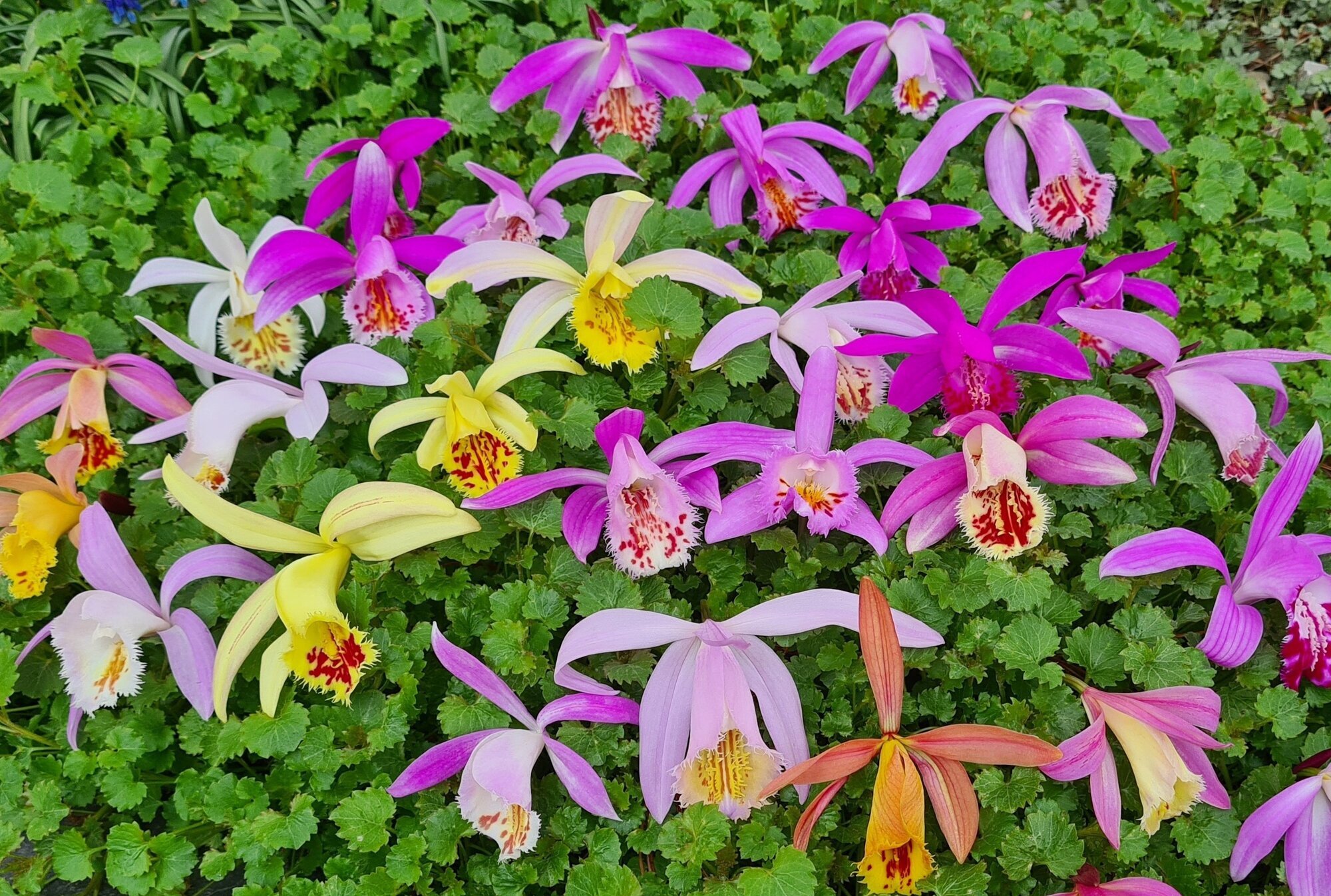 Bilder Gartenwerkstatt Schreiner, Inhaberin Sabine Schreiner