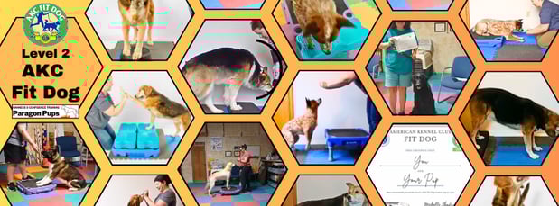 Images Paragon Pups LLC