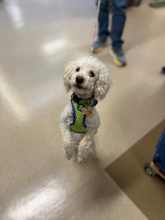 Images VCA West Los Angeles Animal Hospital