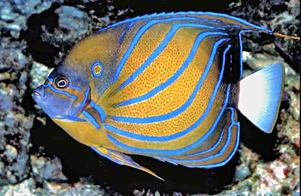 S&L Naturverlag, Bergrat-Mahr-Straße 17 in Ilmenau