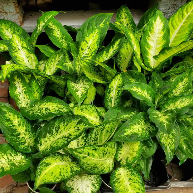 Images Deep Roots Garden Center