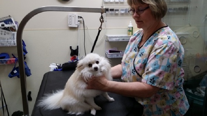 grooming wichita ks west wichita pet clinic wichita kansas ks localdatabase grooming wichita ks west wichita pet clinic wichita kansas ks localdatabase