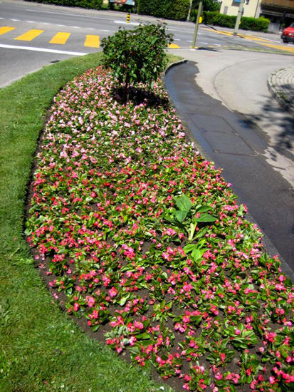 Bolliger AG Gartenbau, Hangstrasse 3 in Schlieren