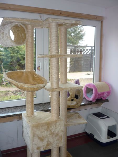 Katzenpension 