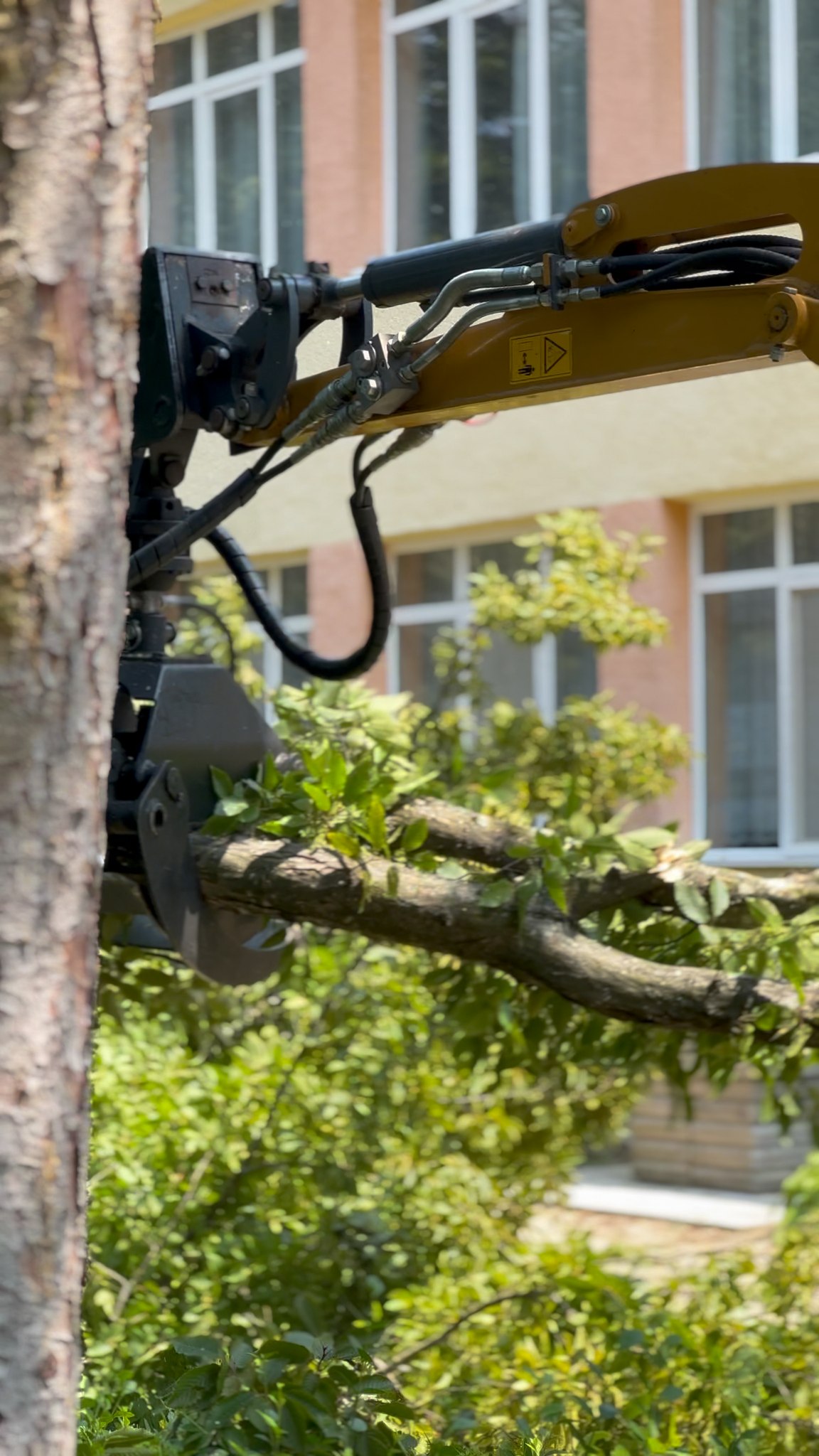 Images Furján Gábor - Veszélyes fák kivágása