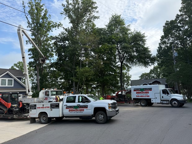 Images Dominion Tree Care Specialists
