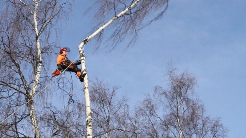 Images Metsuripalvelu HaKa Oy