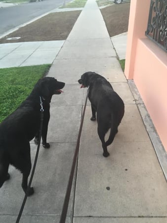 Images Melrose La Brea Animal Hospital