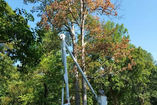 Images Rocky's Tree Service