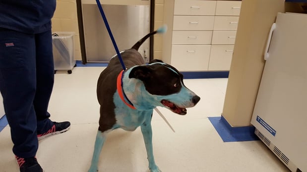 Images Sugar Land Pet Hospital