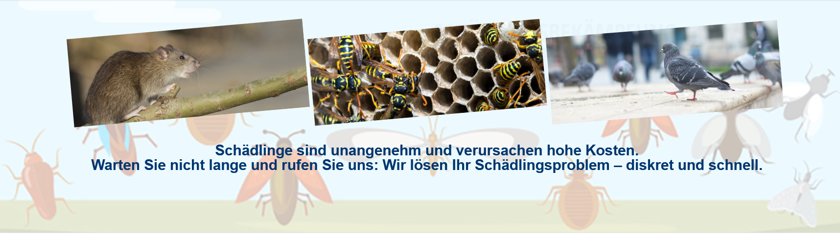 Bilder Schädlingsbekämpfung Clausen GmbH