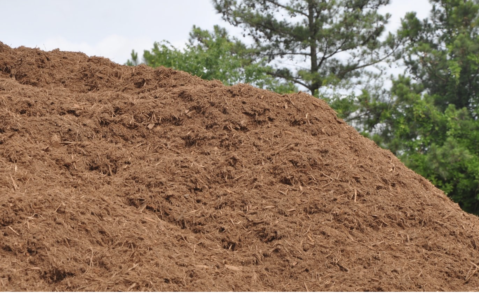 Triple Shred Hardwood Bark Mulch Bulk (per cu. yd.)
Triple-shred texture provides tighter compaction and superior coverage.
Helps conserve moisture and regulate soil temperature for plant health
Natural brown color enhances the appearance of beds and landscapes.
APEX
Cary
Fuquay-Varina
Holly Springs
New Hill
Morrisville
Feltonville
Friendship
Moncure
Wilsonville
Bells
Pittsboro
DURHAM
Morrisville
Research Triangle Park
Cary
Carpenter Village
Clegg
Carrboro
Genlee
Southpoint
Bethesda
Mebane
Blands
Oak Grove
Chapel Hill
Hillsborough
Friendship
RALEIGH
Rolesville
Knightdale
Wake Forest
Wendell
Zebulon
Youngsville
Lizard Lilck
Eagle Rock
Wakefield
GARNER
Clayton
Willow Springs
Smithfield
Wilsons Mills
Archer Lodge
Fuquay-Varina
White Oak
Glen Laurel Road
Auburn
Turner Farms
Clevelands Oaks
Riverwood Dr
Flowers
McGee Crossroads
Siteone Landscape Supply
Triangle Landscape Supplies
Resists displacement from wind and rain for reliable coverage
Safe for playground use, ensuring both beauty and safety
Bulk format ideal for large landscaping projects
Bring long-lasting beauty and protection to your landscape with SiteOne’s Triple Shred Hardwood Bark Mulch. This premium natural mulch delivers superior ground coverage with its triple-shred texture, creating a rich, finished look for residential yards, commercial landscapes, and newly planted beds. The fine shredded form helps lock in soil moisture, regulate temperature, and suppress weed growth, all while breaking down naturally to enrich the soil over time. Made from 100% natural hardwood, this mulch offers a durable, earthy brown color that blends seamlessly with outdoor environments. Its triple-shred texture resists displacement from wind and rain, ensuring consistent coverage even in high-traffic or exposed areas. Safe for use in playgrounds and suitable for large-scale applications, it’s an efficient and eco-friendly solution for professional landscapers and homeowners alike. Enhance your outdoor spaces with a mulch that combines functionality, sustainability, and aesthetic appeal—SiteOne’s Triple Shred Hardwood Bark Mulch is built to keep landscapes looking polished while supporting healthier soil and plants.