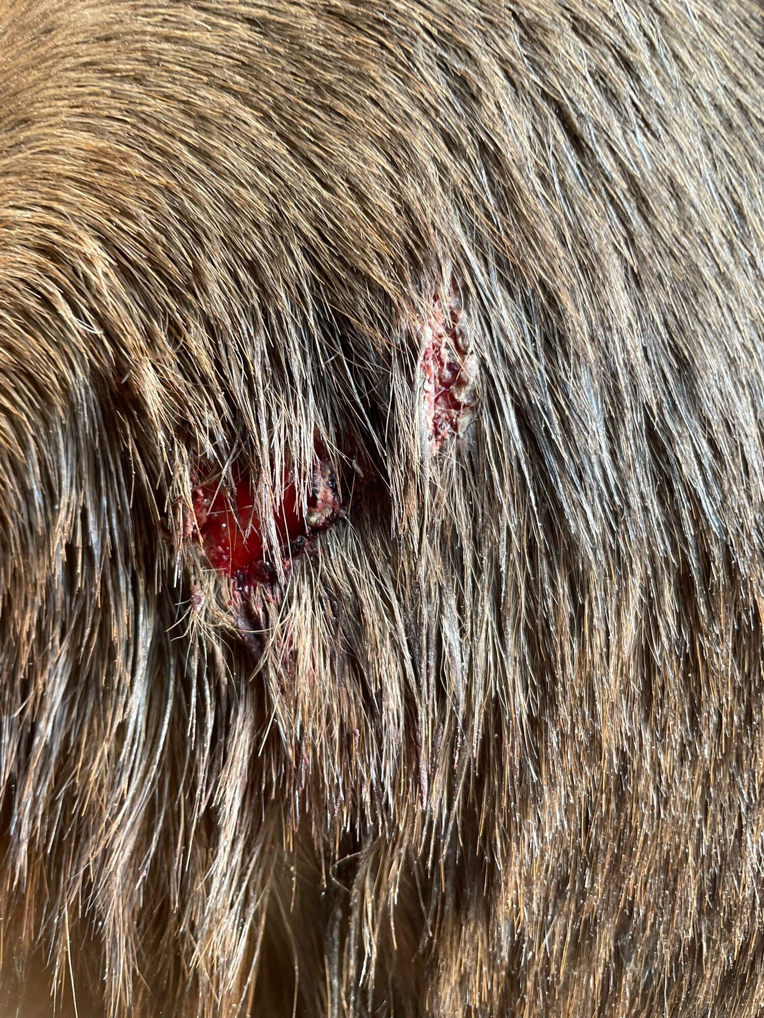 NANO Center CellCare therapie Bioresonanz Daniela Siegmund in Essen