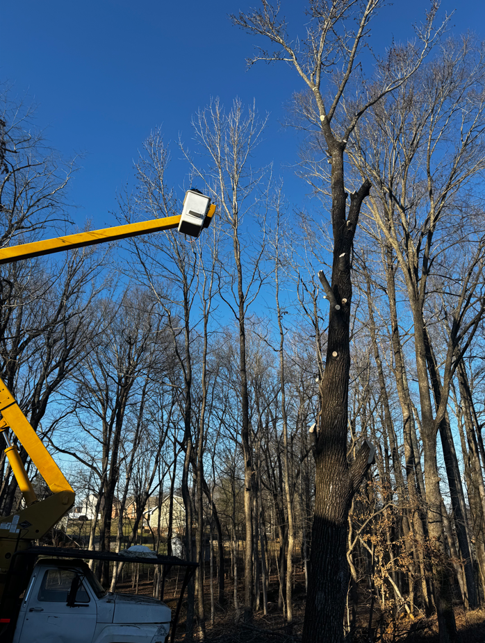 Affordable Lawn Care Image