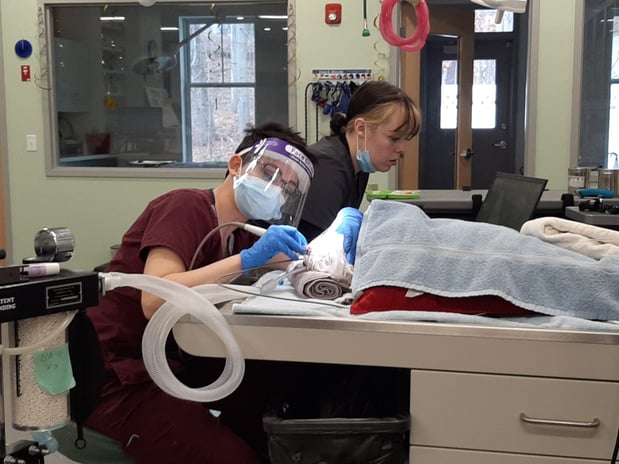 Images Lowell Road Veterinary Center