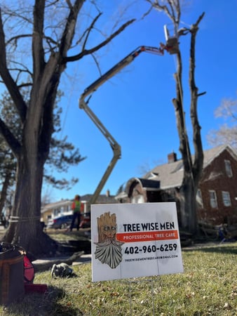 Images Tree Wise Men