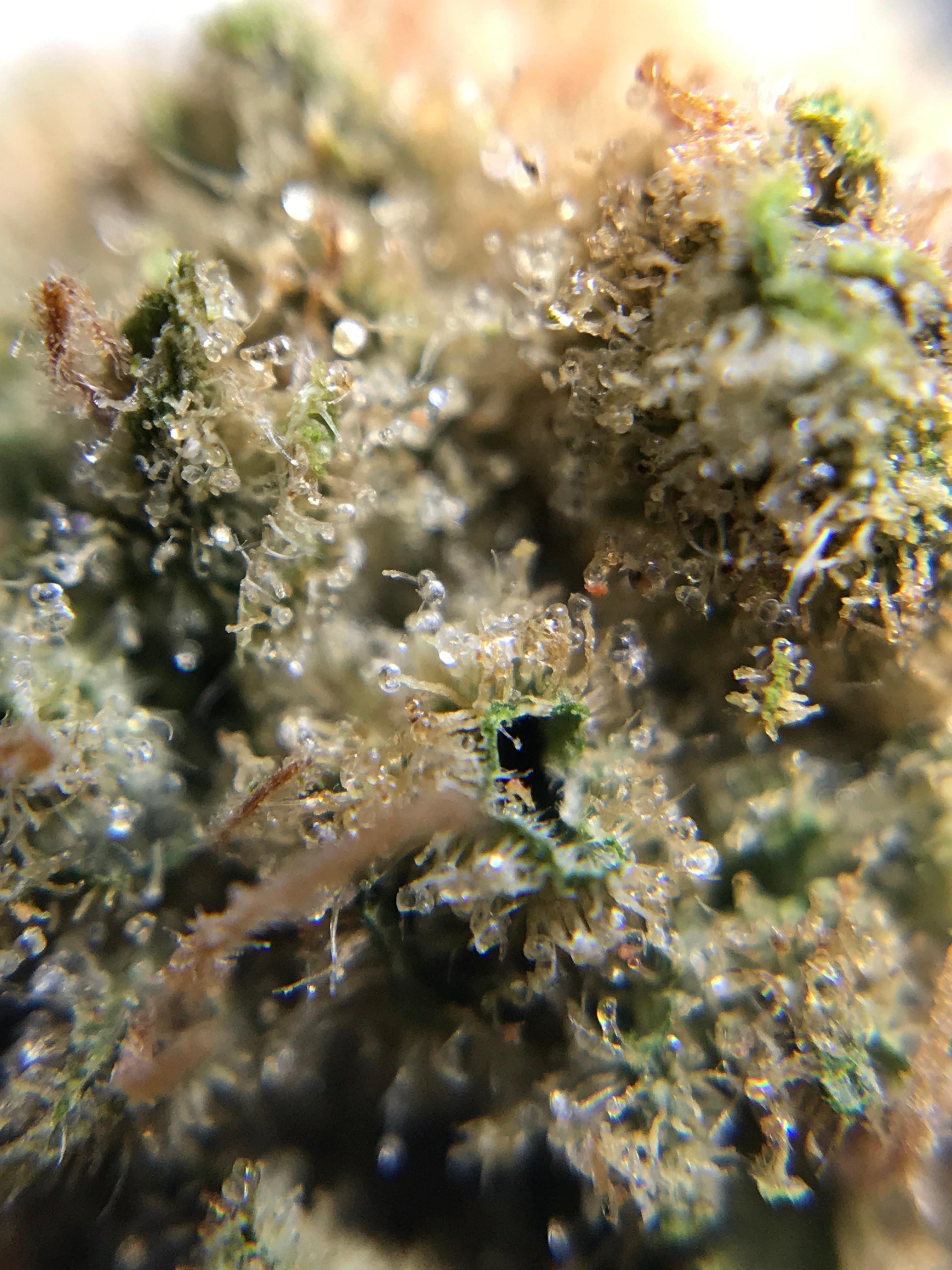 Star Buds Medical Marijuana Dispensary Bethany Photo