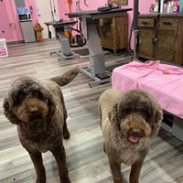 Woof Gang Bakery & Grooming Estero Photo