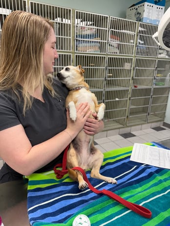 Images VCA Preston Park Animal Hospital