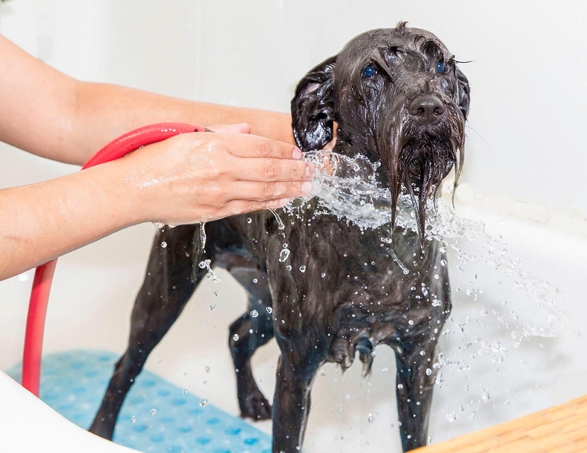 Dog Wash Furry Friends Dog and Cat Grooming San Diego (619)282-2536