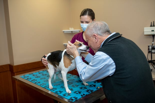 Images VCA Cairo Animal Hospital