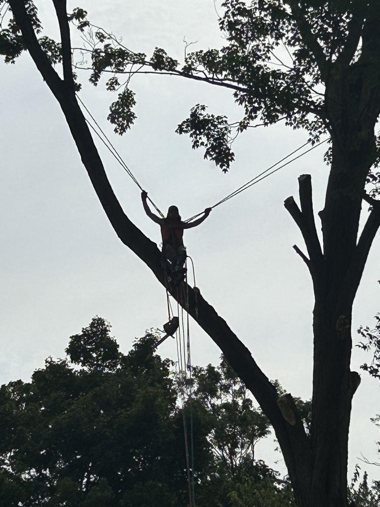 At Crewslocalservice, we take pride in offering top-tier tree services designed to meet the highest standards of quality and customer satisfaction. Our experienced team provides expert care to enhance the health, safety, and appearance of trees in any setting. With a commitment to excellence, we strive to be the best choice for professional tree care.